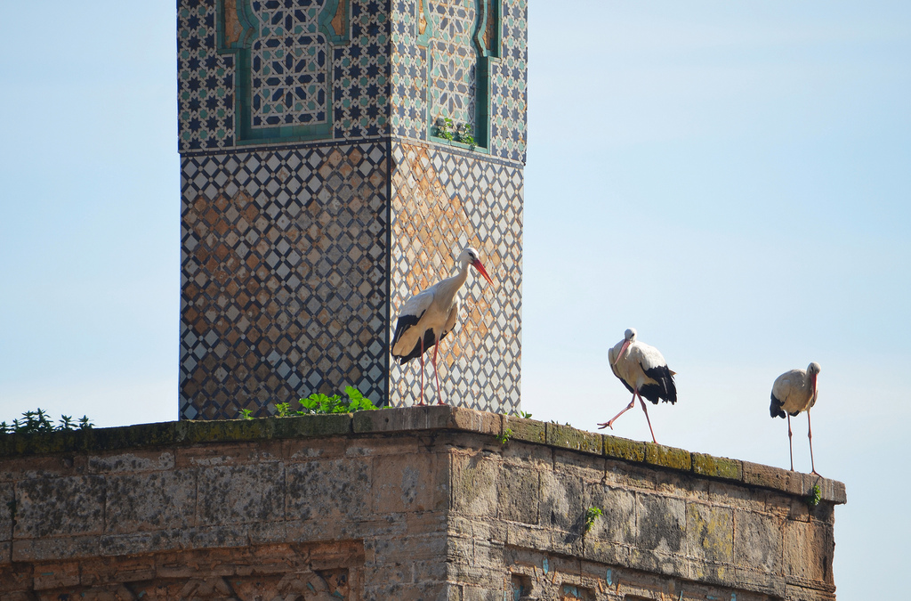 Storks nesting on the 13th century minaret.